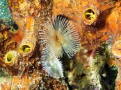Split Crown Feather Duster.jpg