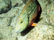Stoplight Parrotfish Initial Phase.jpg