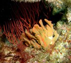 Strange Sponge copy.jpg