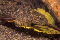 Sculpin on leaf 05.jpg