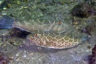 IMG_6629wa.jpg