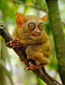 It+is+a+Tarsier+_84b0ebca9743d78c8d2a4d1bed8f6f3f.jpg