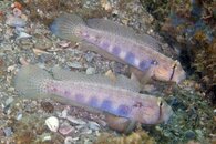 IMG_6702wa gold spots.jpg