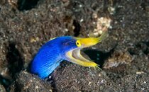 2013-09-08+Coral+Gardens+-+01.jpg