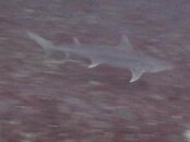 IMG_0933.jpg