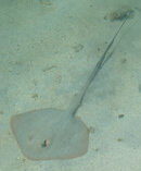 Baros_feathertail_stingray02.jpg