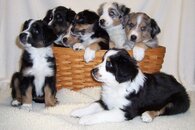 Basket of Puppies1 Medium Web view.jpg