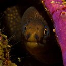 GoldenEyes(C)CraigDietrich.jpg