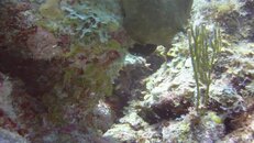 lookf for it brown small moray eel.jpg