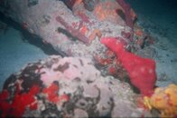 night dive saw my sea hourse.jpg