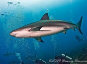 shark-9.jpg