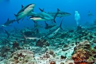 shark-10.jpg