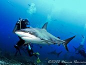 shark-1010059.jpg