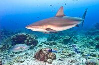 shark-1.jpg