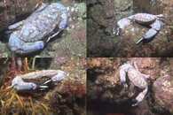 DDDB 557 black-clawed crab sm.jpg