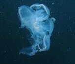 jelly7sm.jpg