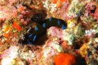 Kohala Gloomy Nudibranch.jpg