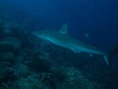 shark.jpg