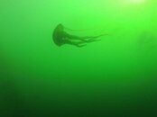 JellyNettle.jpg