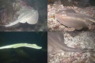 DDDB 558 thornback ray sm.jpg