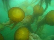 00 lots of jellies.jpg