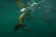 Sea Lion - Flipping.jpg