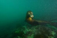 Sea Lion - Look!.jpg