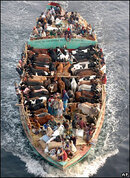 Cattle boat.jpg