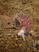 Nudibranch.jpg