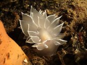 frosted-nudi.jpg