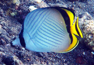 Pacific Triangle Buttterflyfish.jpg