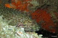 IMG_4453.jpg