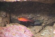 DDDB 560 guadalupe cardinalfish.jpg