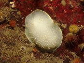 yellow-rimmed-nudibranch.jpg