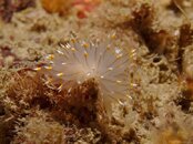 white-and-yellow-tipped-nudi.jpg