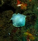 Yellow -Edged Cadlina nudi sci crop.jpg