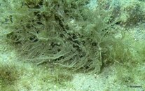 IMG_4461.jpg