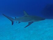 Shark2.jpg