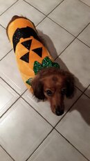 Missy Halloween.jpg