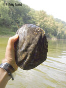 GRiverMussel01_9109446.jpg