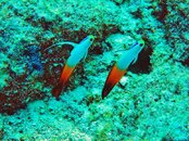 Fire Dartfish.jpg