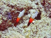 Fire Dartfish-1.jpg