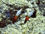 Fire Dartfish.jpg