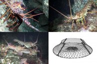 DDDB 562 lobster hoop net sm.jpg