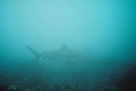 BullShark-1_zpse4e16510.jpg