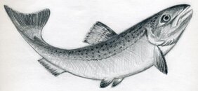 how-to-draw-a-fish13.jpg how-to-draw-a-fish13.jpg
