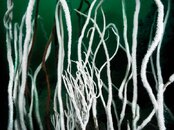 White Rope Forest-F copy.jpg