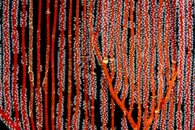 Red Corrla vertcal Abstract 2-F copy.jpg