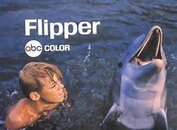 Flipper 1.jpg