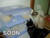 soon-261118cats.jpg